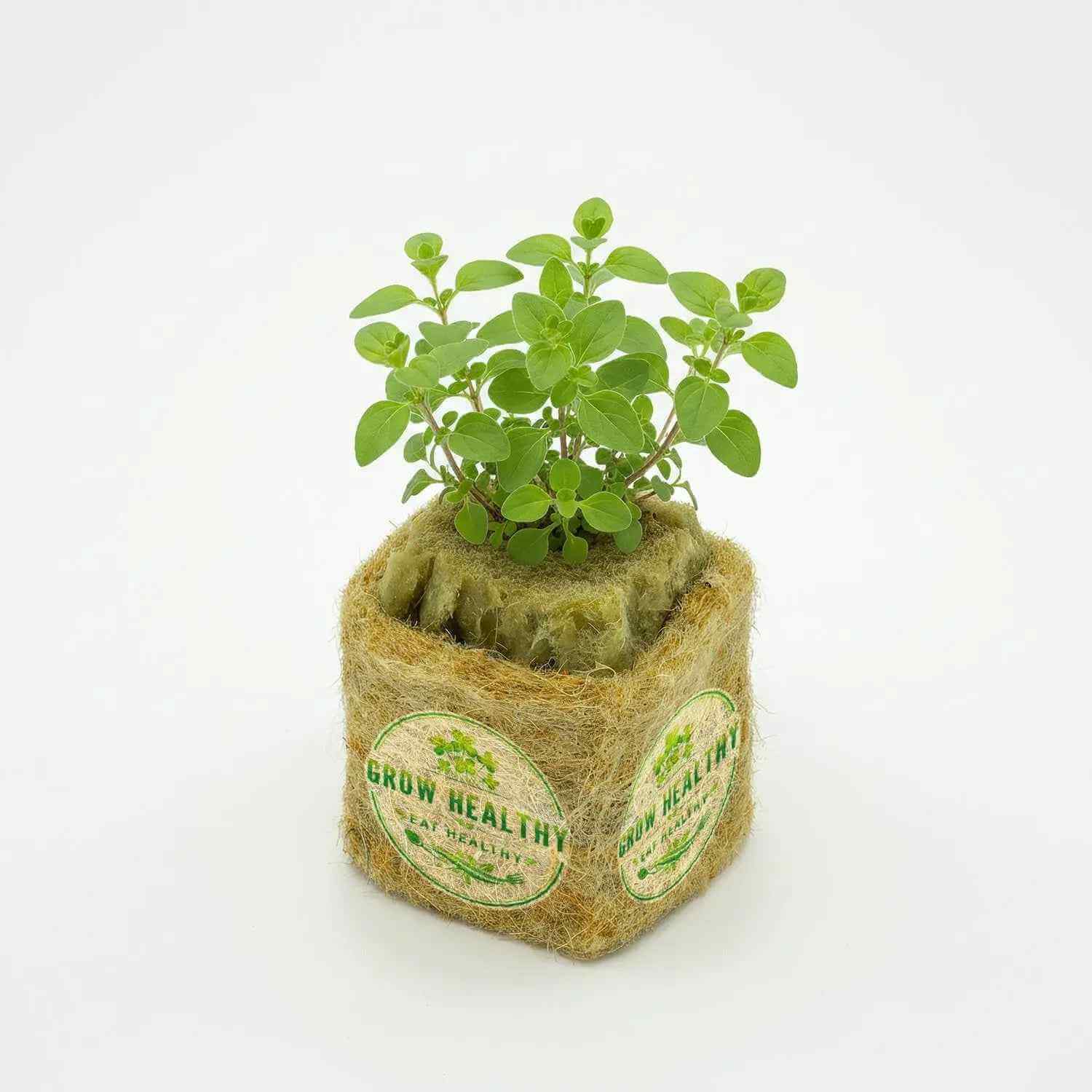 Oregano Hydroponic Seedling