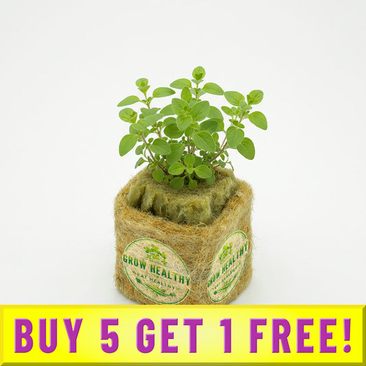 Buy 5 Get 1 Free Oregano Seedling
