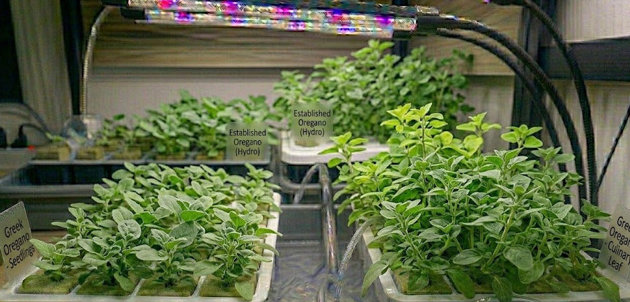 Oregano Hydroponic Seedling Grow Healthy Eat Healthy
