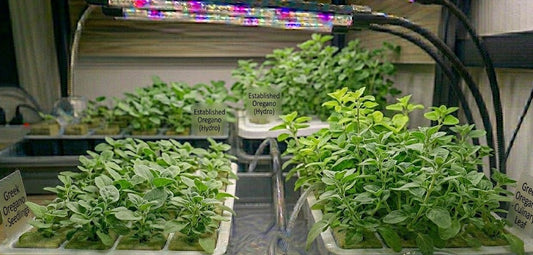 Oregano Hydroponic Seedling Grow Healthy Eat Healthy