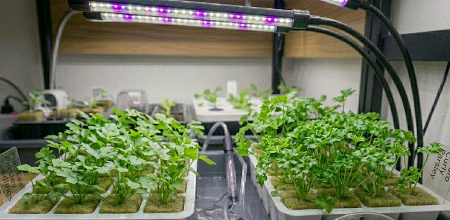Parsley Hydroponic Seedling Grow Healthy Eat Healthy