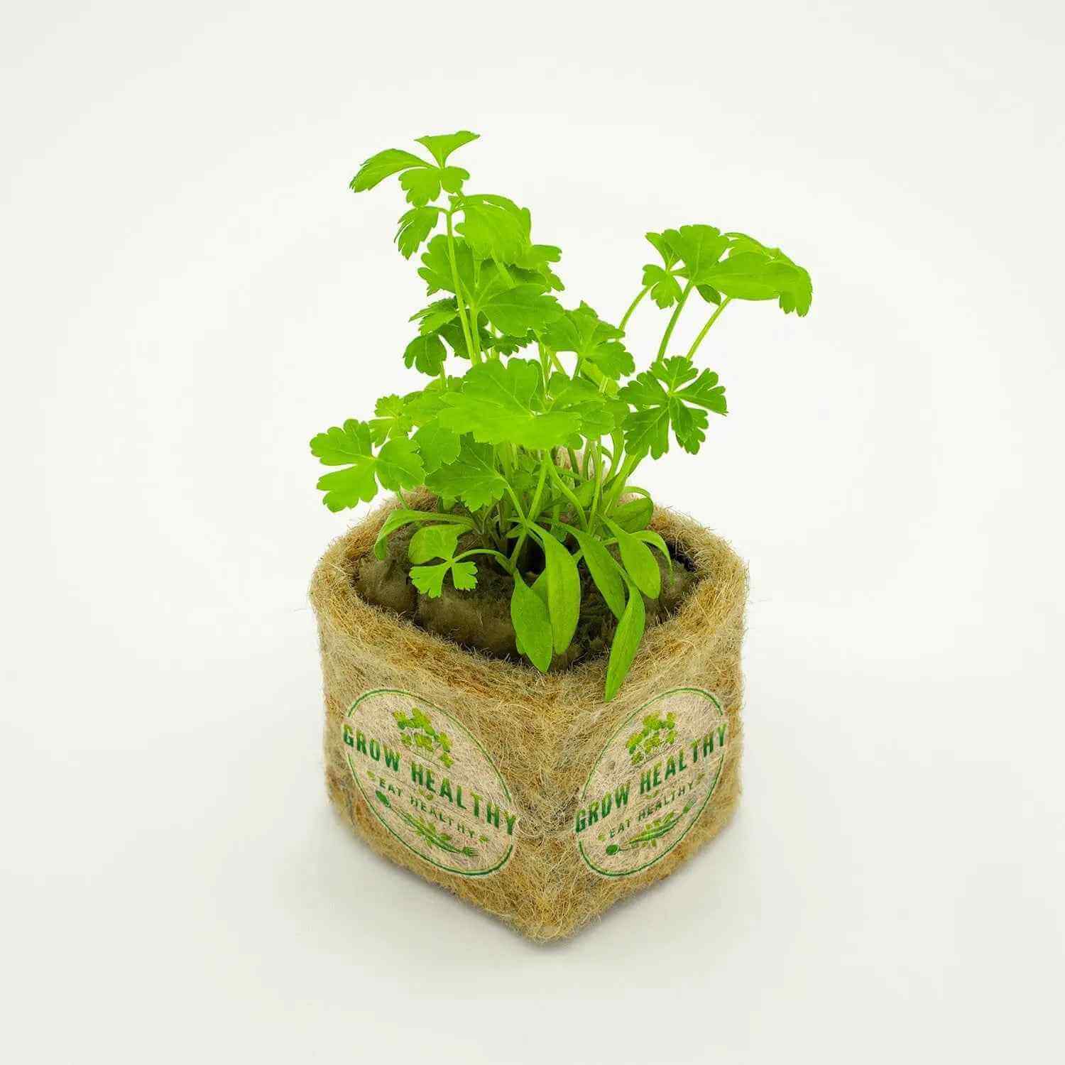 Parsley Hydroponic Seedling