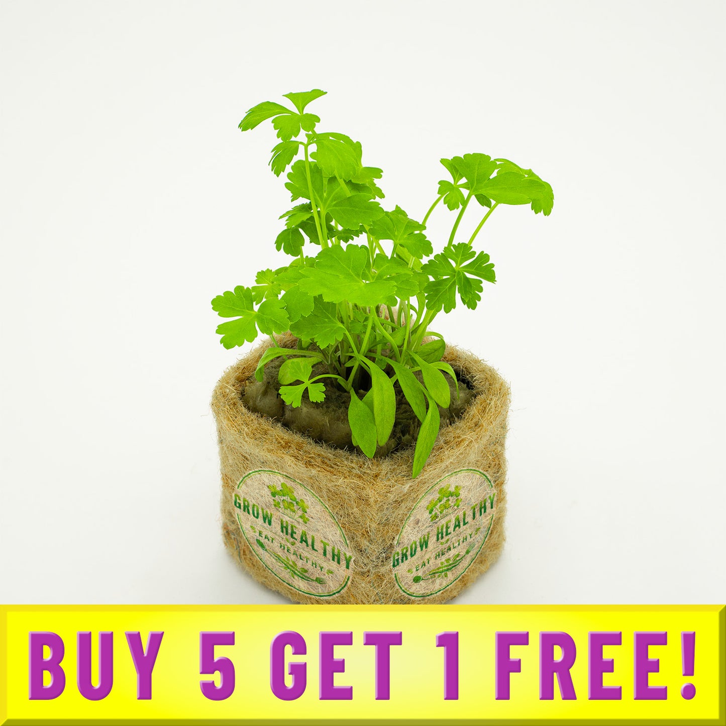 Buy 5 Get  Free Parsley Seedlings