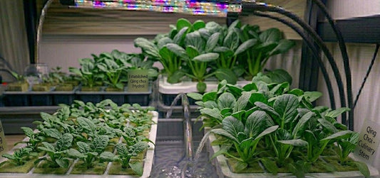 Qing Choi Hydroponic Seedling Grow Healthy Eat Healthy