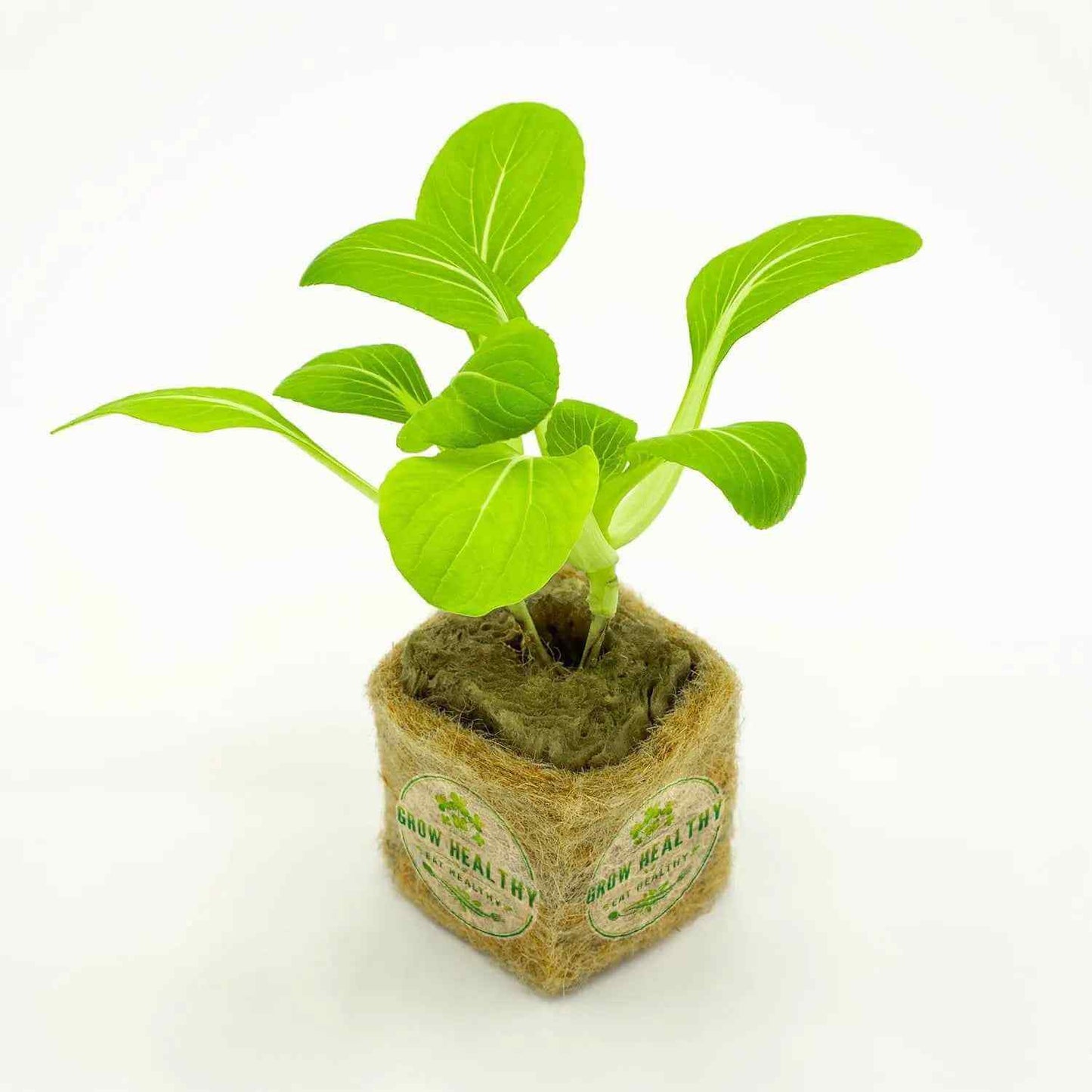 Qing Choi Hydroponic Seedling