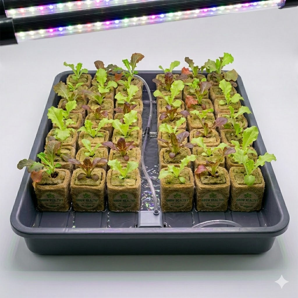 Red Fire Lettuce Hydroponic Seedling Grow Healthy Eat Healthy
