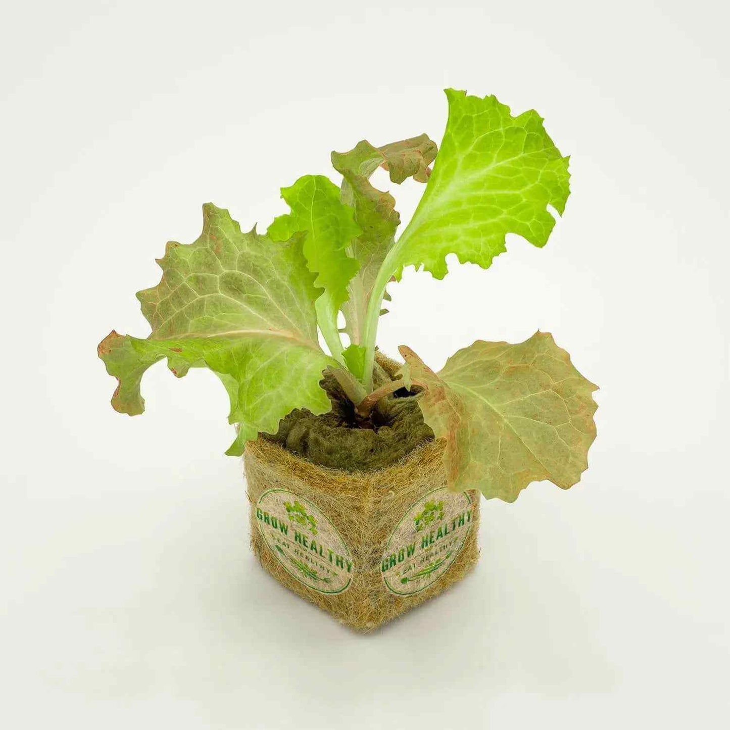 Red Fire Lettuce Hydroponic Seedling