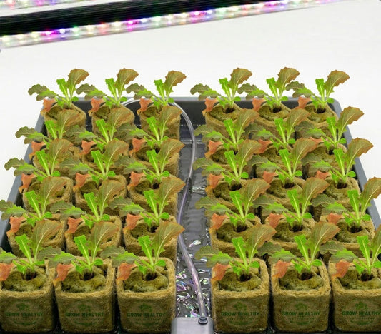 Red Romain Lettuce Hydroponic Seedling Grow Healthy Eat Healthy