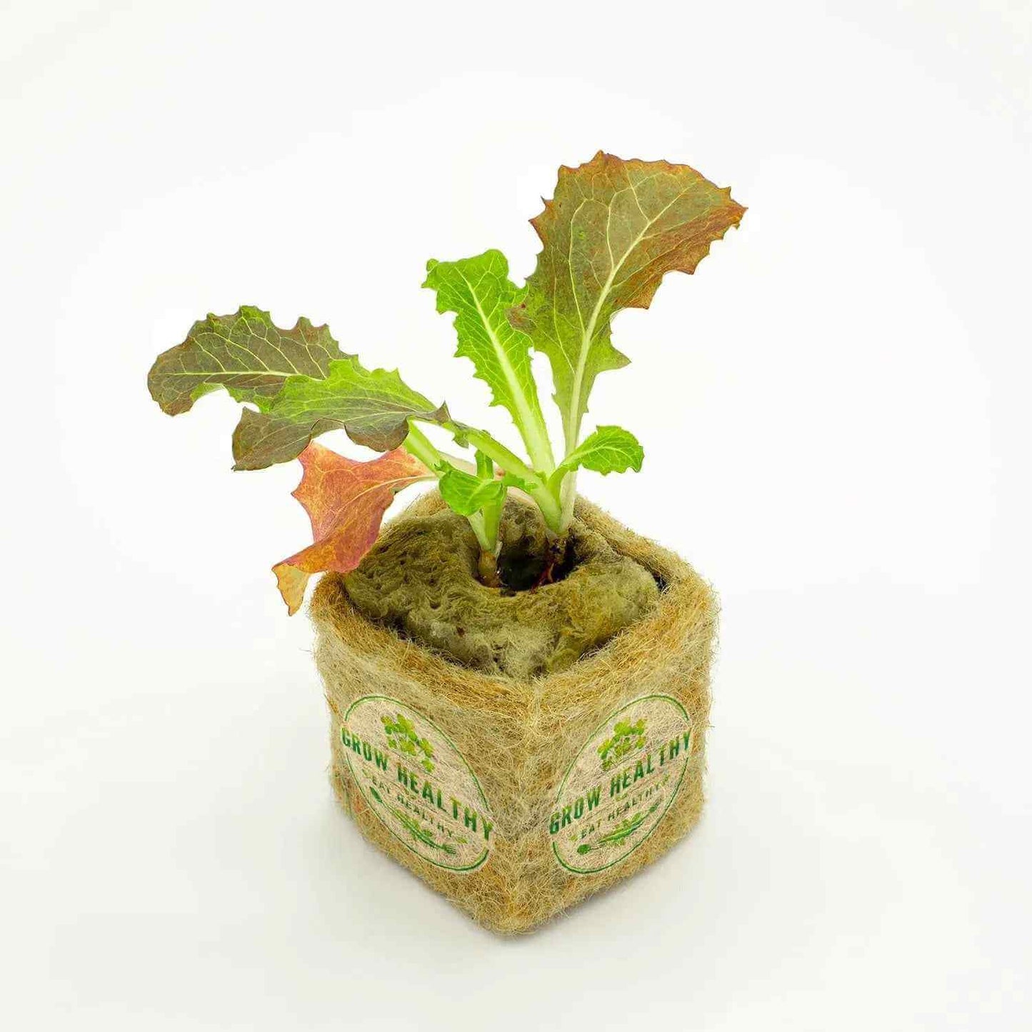Red Romain Lettuce Hydroponic Seedling