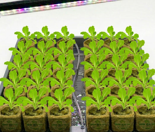 Romaine Hydroponic Seedling Grow Healthy Eat Healthy