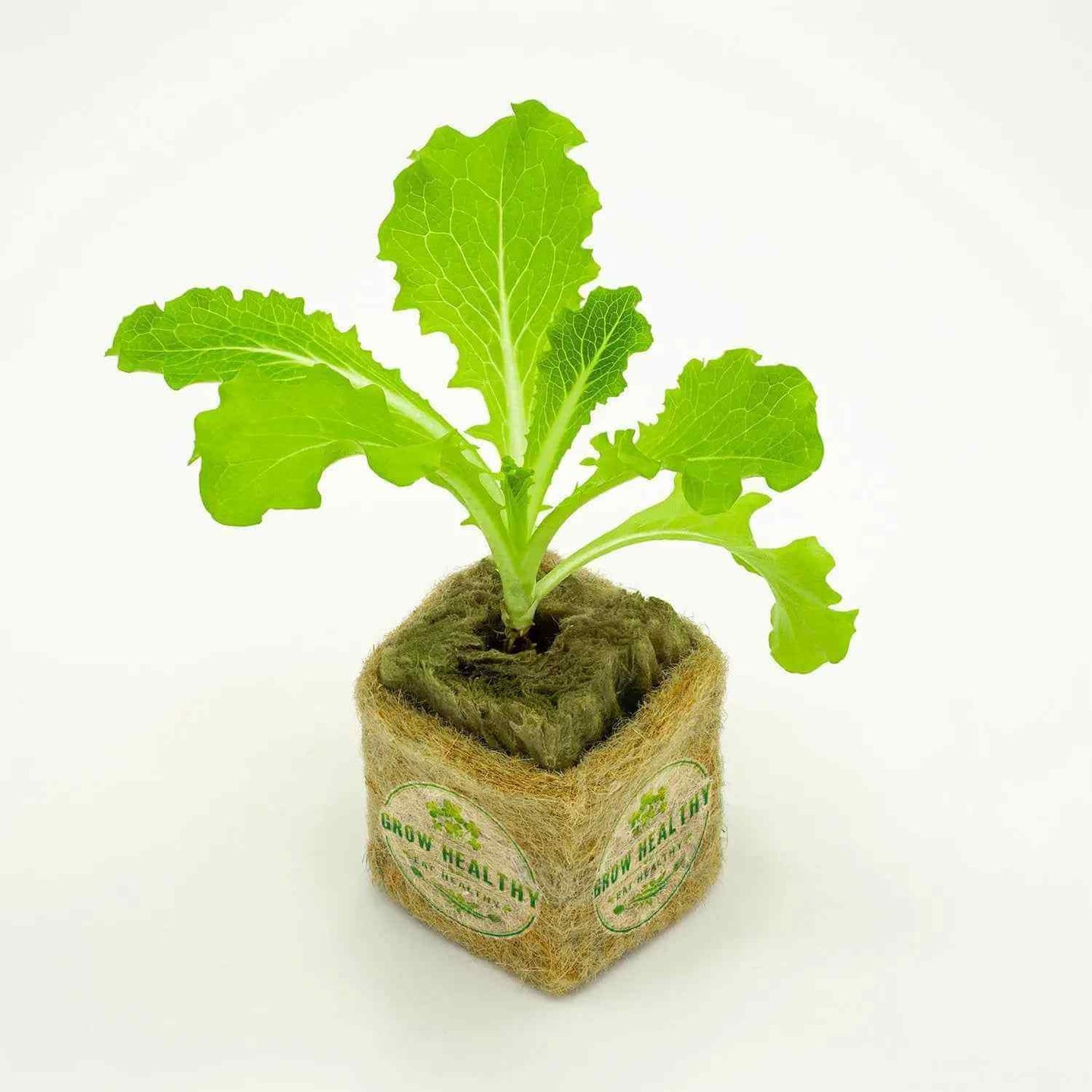 Romaine Hydroponic Seedling