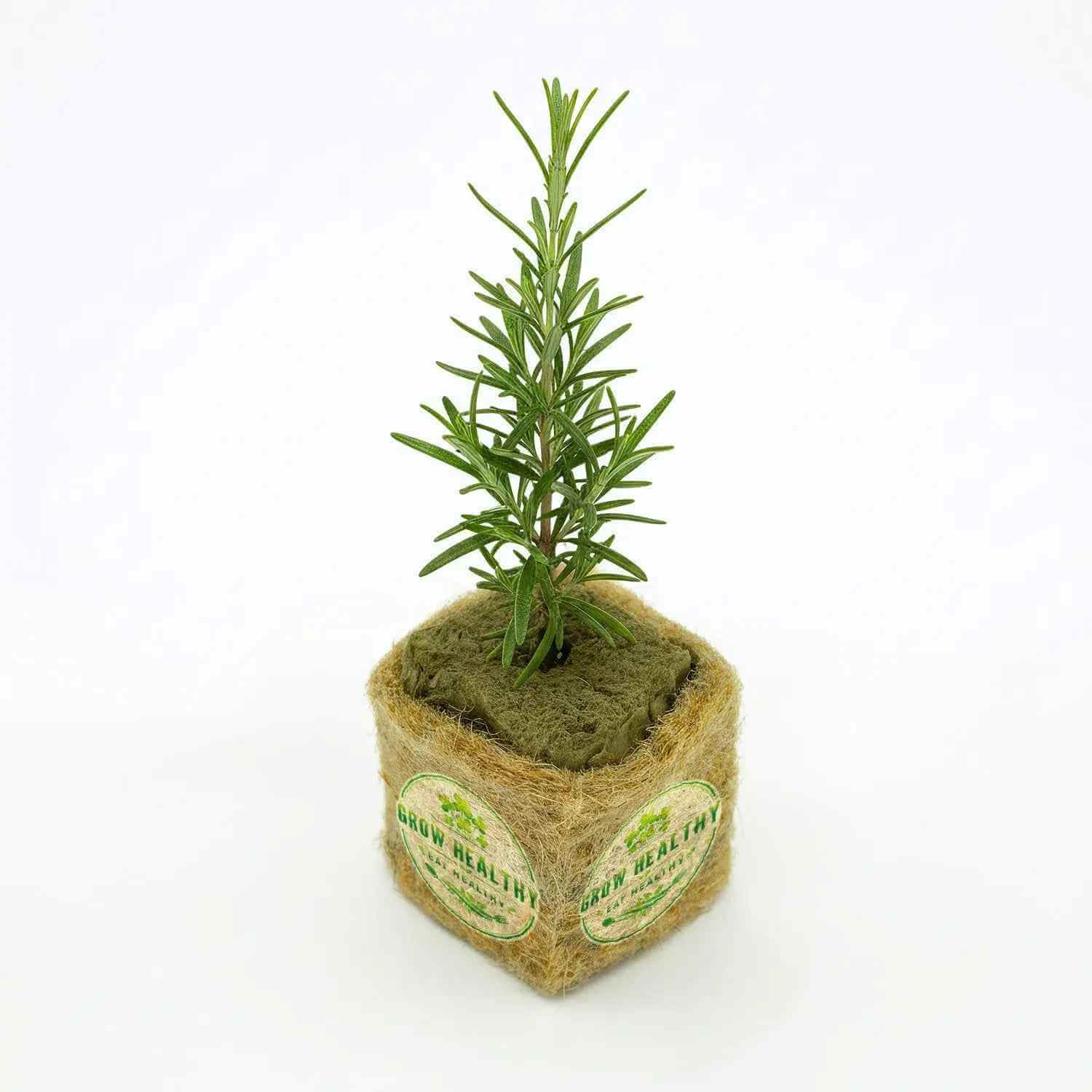 Rosemary Hydroponic Seedling