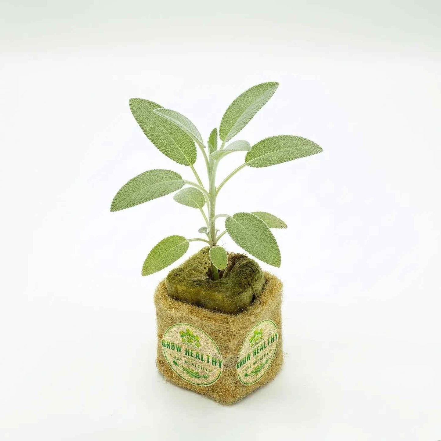 Sage Hydroponic Seedling