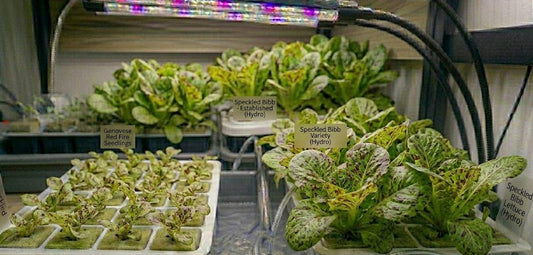 Speckled Bibb Lettuce Hydroponic Seedling Grow Healthy Eat Healthy