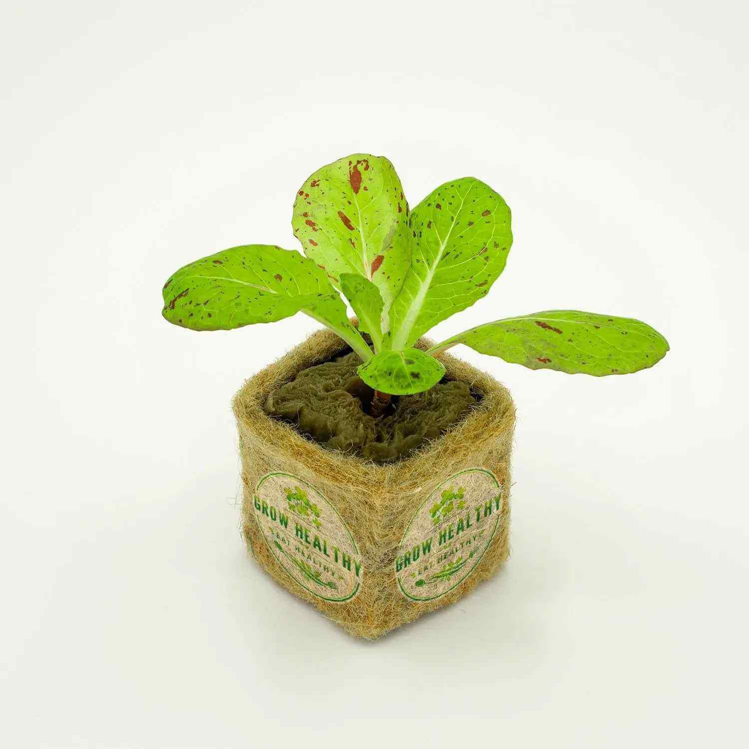 Speckled Bibb Lettuce Hydroponic Seedling