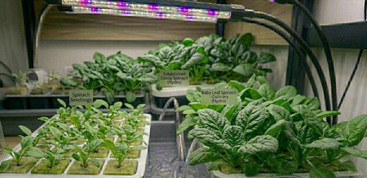 Spinach Hydroponic Seedling Grow Healthy Eat Healthy