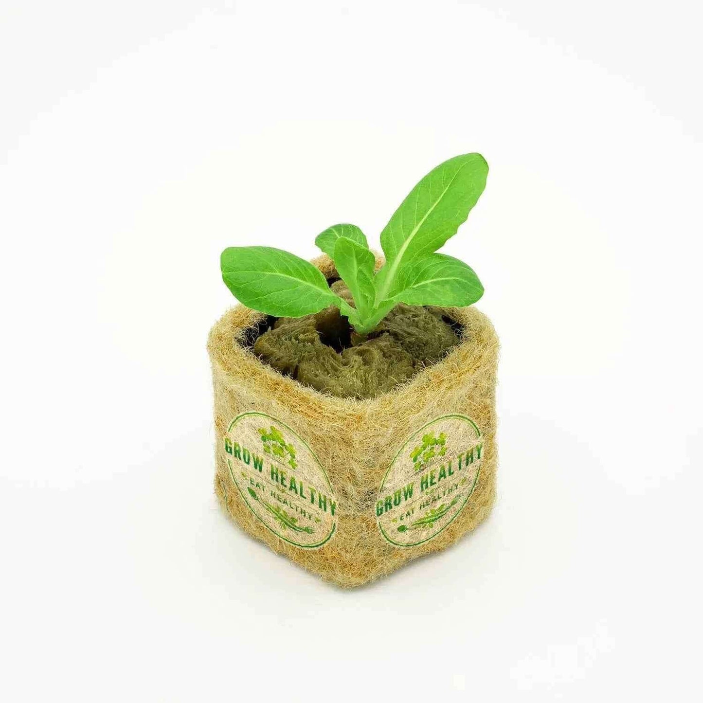 Spinach Hydroponic Seedling