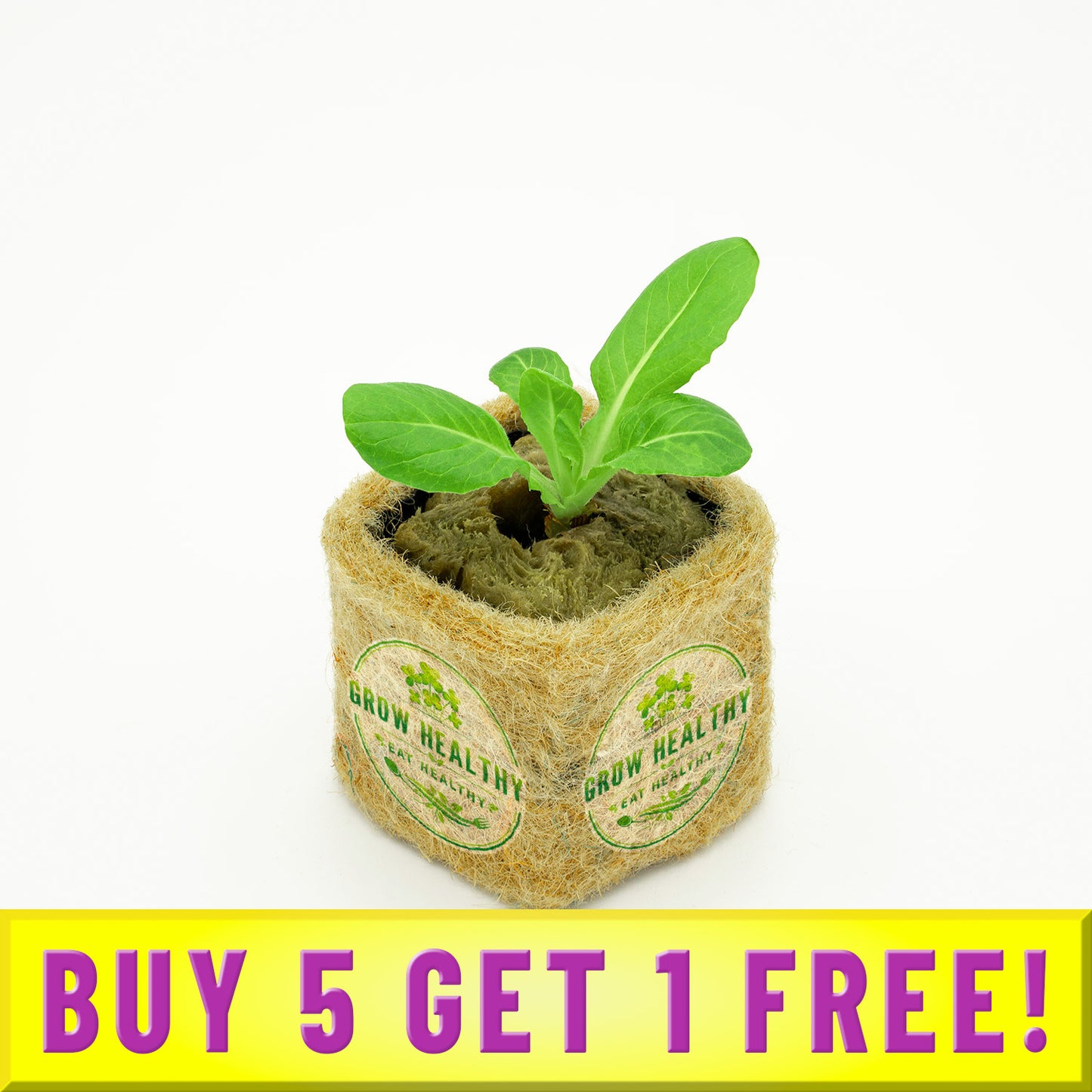 Buy 5 Get 1 Free Spinach Seedling