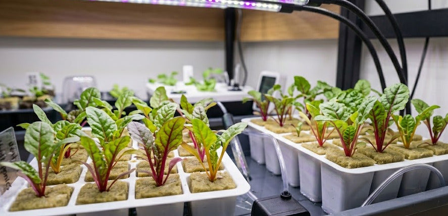 Swiss Chard Hydroponic Seedling Grow Healthy Eat Healthy