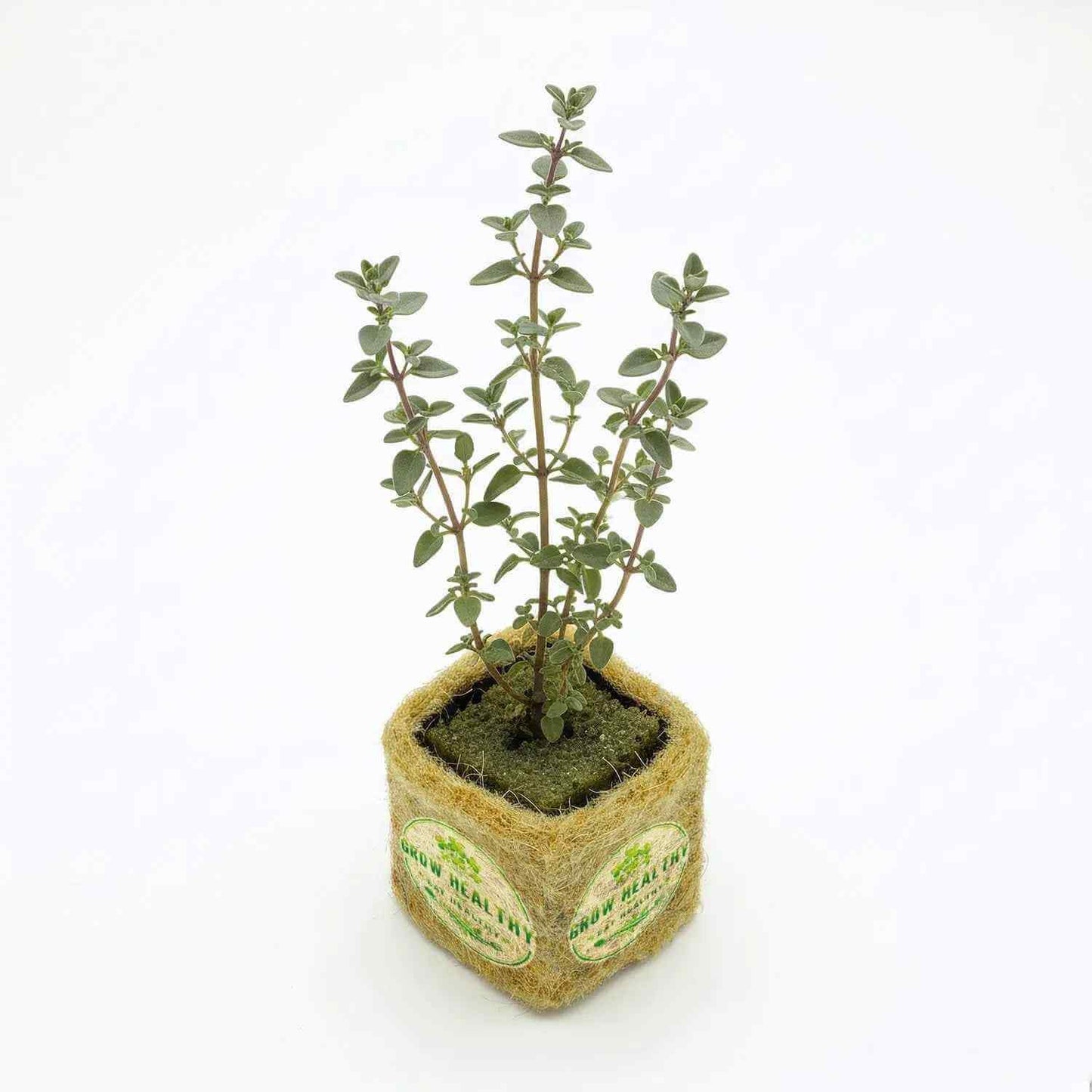 Thyme Hydroponic Seedling