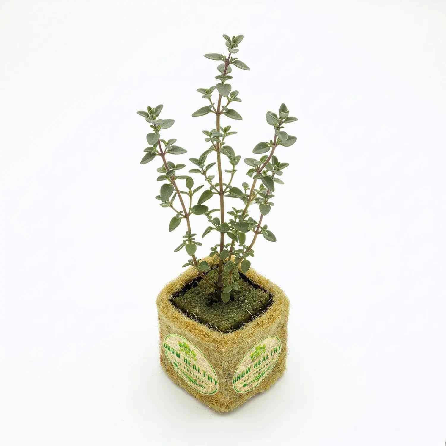 Thyme Hydroponic Seedling