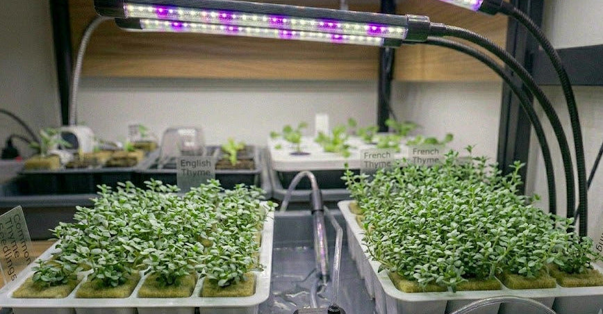 Thyme Hydroponic Seedling Grow Healthy Eat Healthy