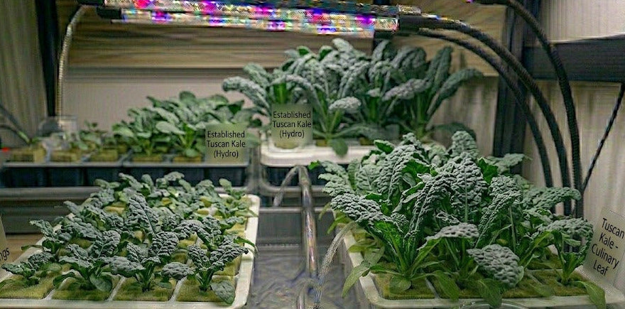 Tuscan Kale Hydroponic Seedling Grow Healthy Eat Healthy