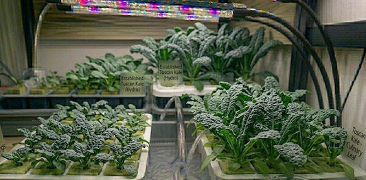 Tuscan Kale Hydroponic Seedling Grow Healthy Eat Healthy