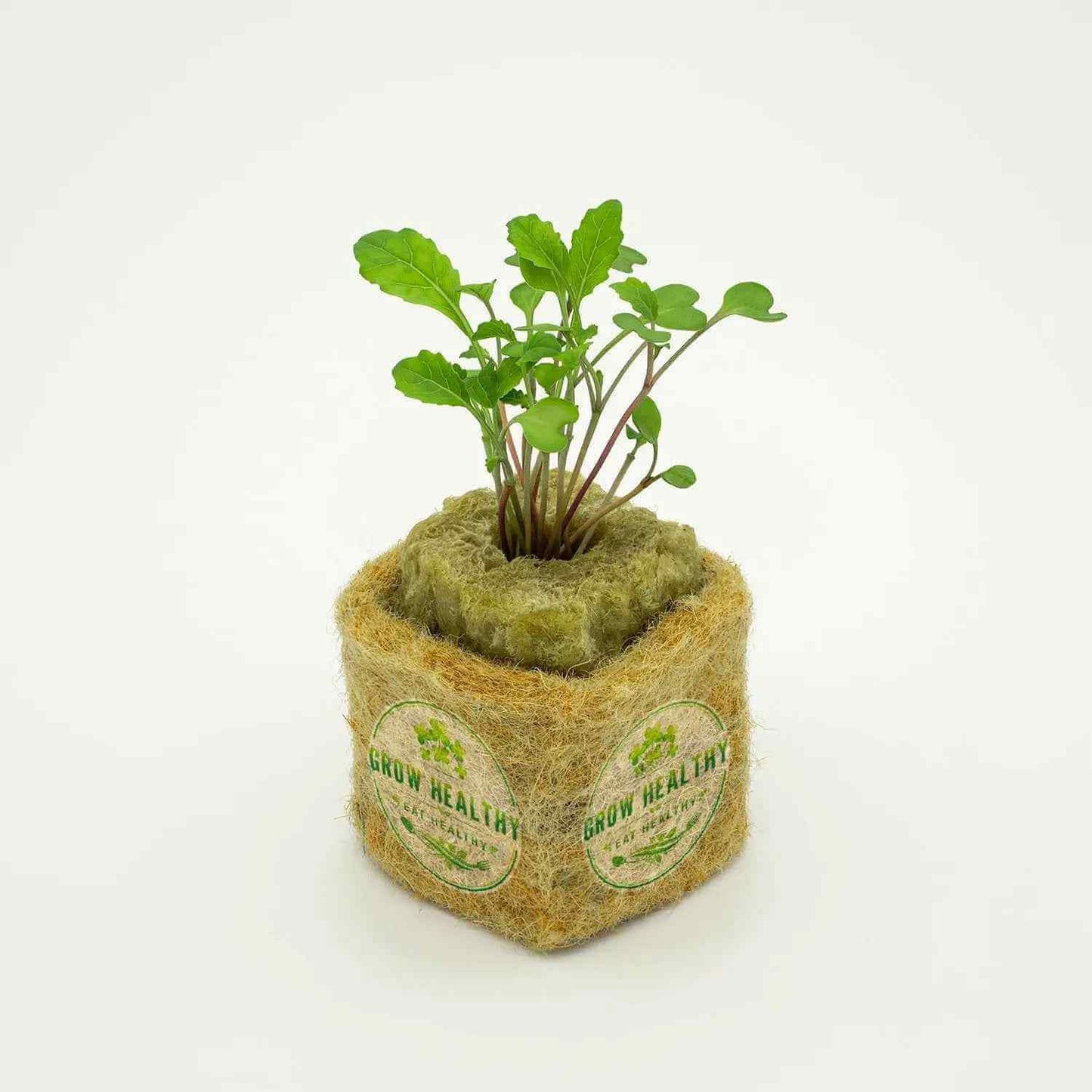 Tuscan Kale Hydroponic Seedling