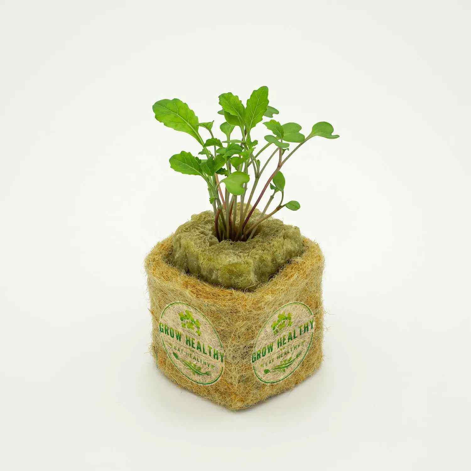 Tuscan Kale Hydroponic Seedling