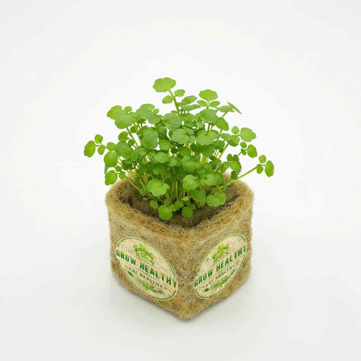 Watercress Hydroponic Seedlings