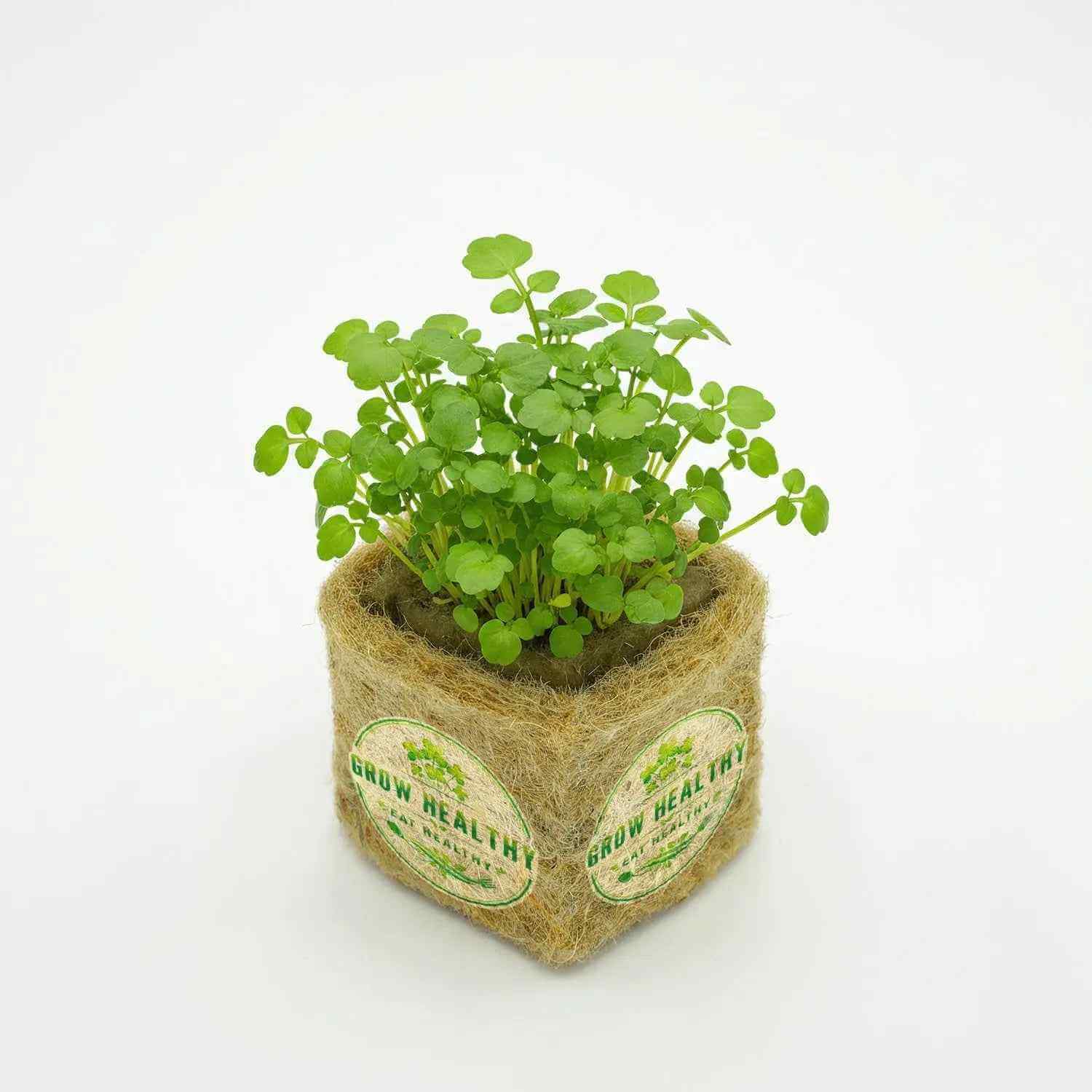 Watercress Hydroponic Seedlings
