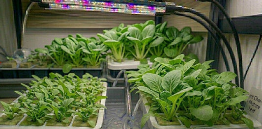 Joi Choi Hydroponic Seedling Grow Healthy Eat Healthy