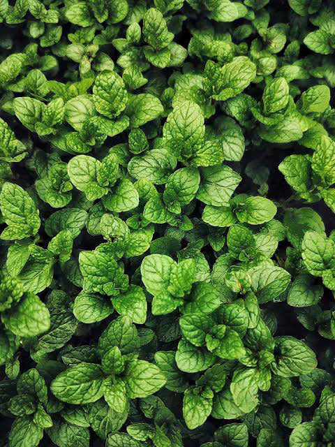 Mint Hydroponic Seedling Grow Healthy Eat Healthy