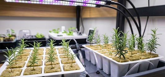 Rosemary Hydroponic Seedling Grow Healthy Eat Healthy