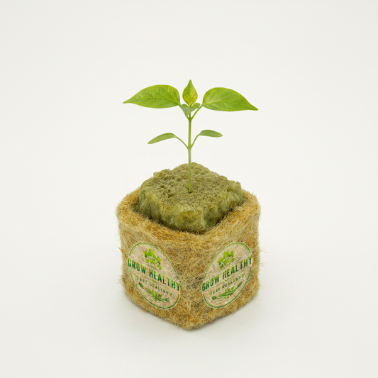 Sweet Yellow Pepper Hydroponic Seedlings