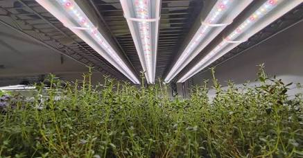 Thyme Hydroponic Seedling Grow Healthy Eat Healthy
