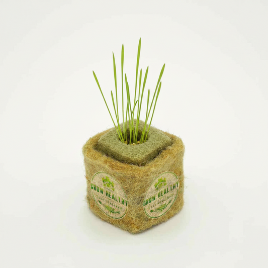 Live Wheatgrass Hydroponic Seedlings
